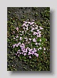 Fleur 1